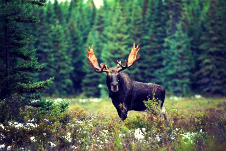 Сохатый Лось Байкал