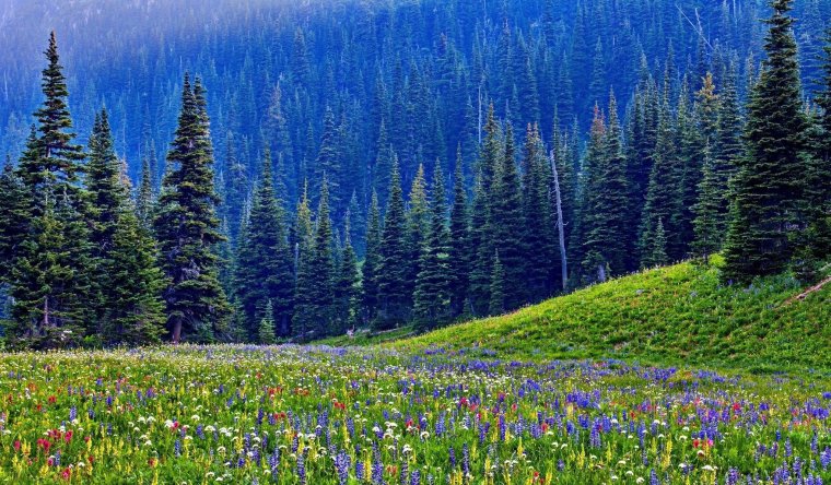 Сибирская Тайга растительность