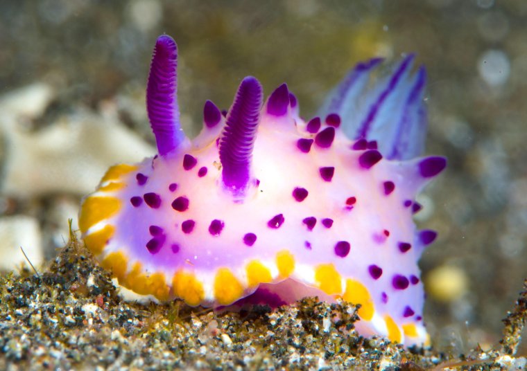 Неоновый Голожаберный моллюск