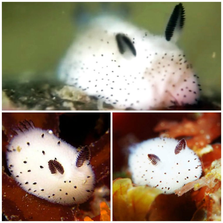 Морской кролик самый милый