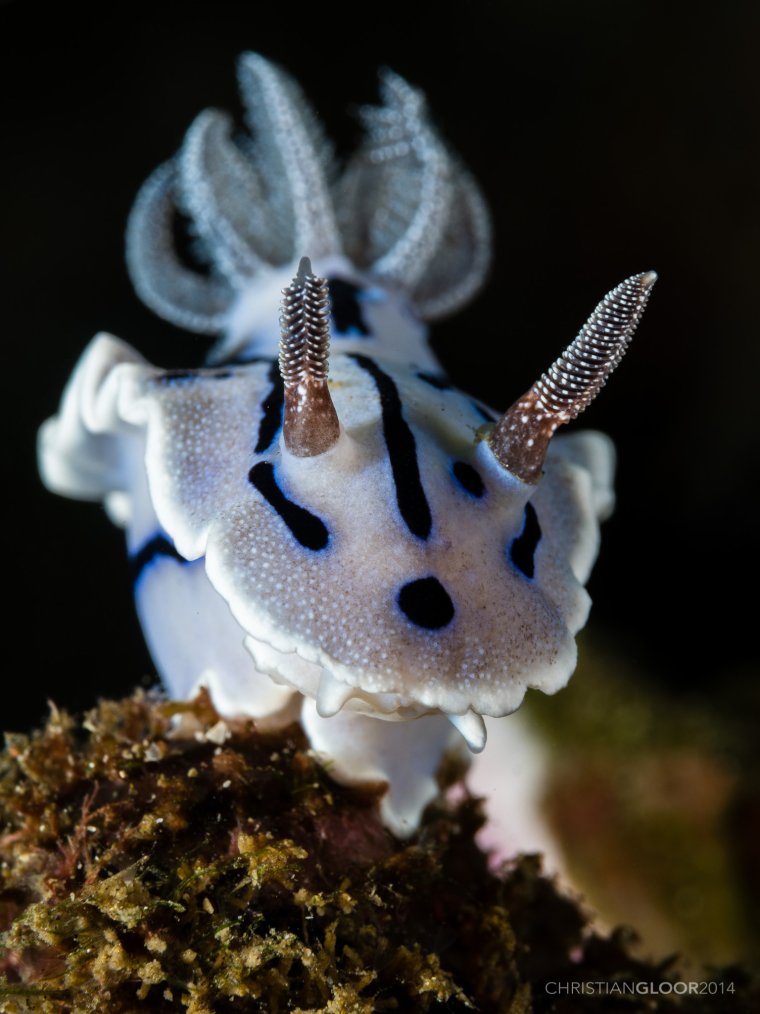 Chromodoris willani