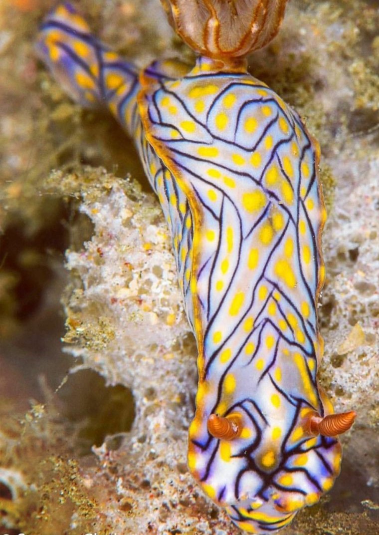 Морской СЛИЗНЯК Голожаберник