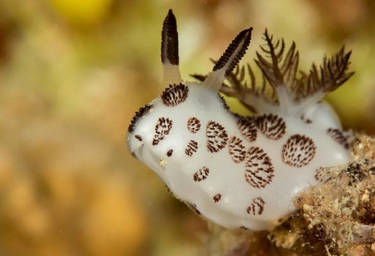 СЛИЗЕНЬ Jorunna Parva