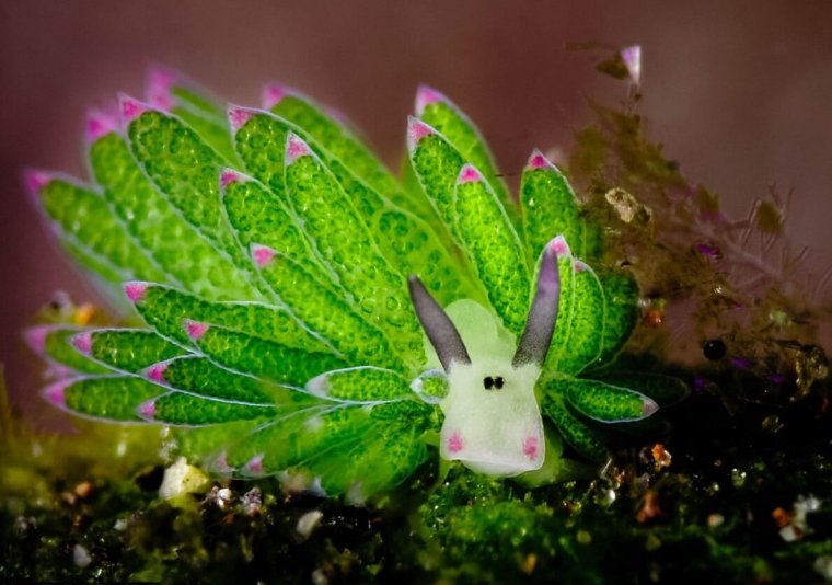 «Овечий лист» (Costasiella kuroshimae)