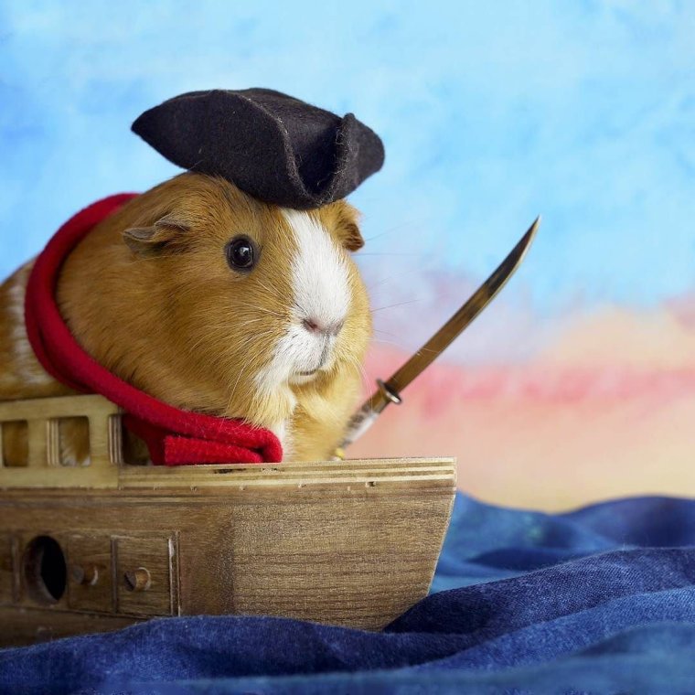 Морская Свинка в кепке