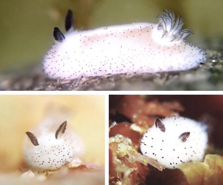 Розовый морской кролик