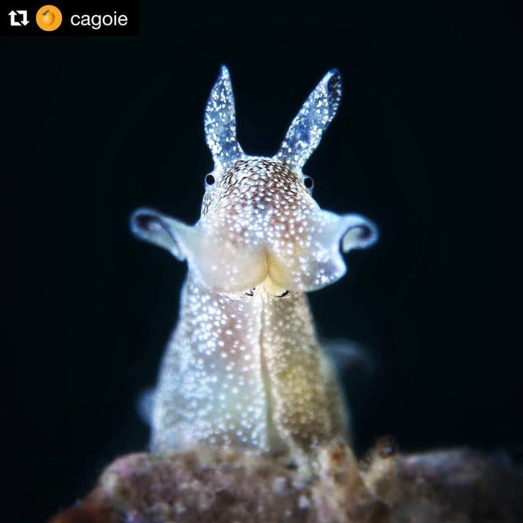 Морской заяц в аквариуме