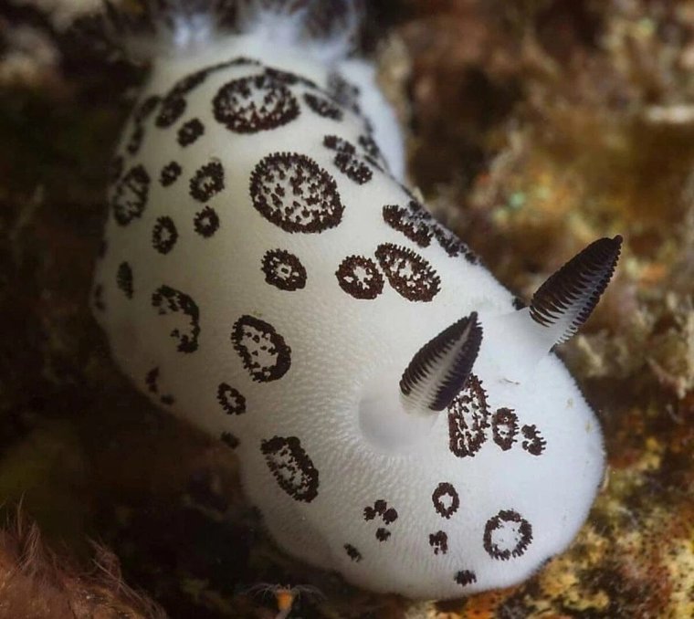 Голубой морской кролик