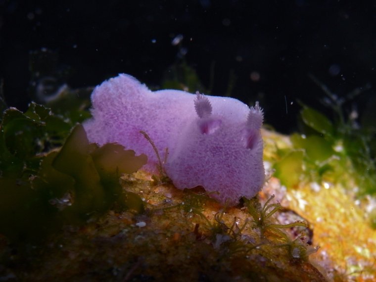 Морской кролик, Jorunna Parva.