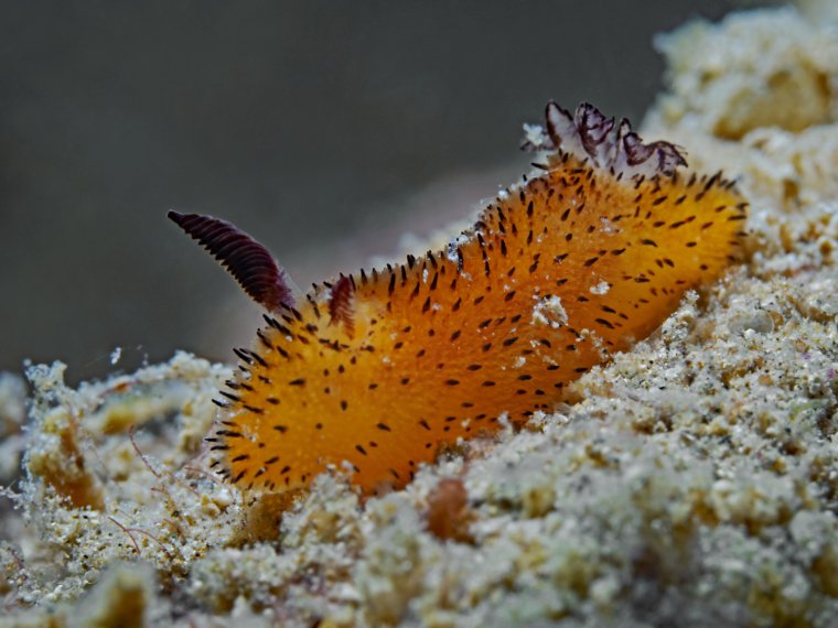 Крымский морской СЛИЗНЯК