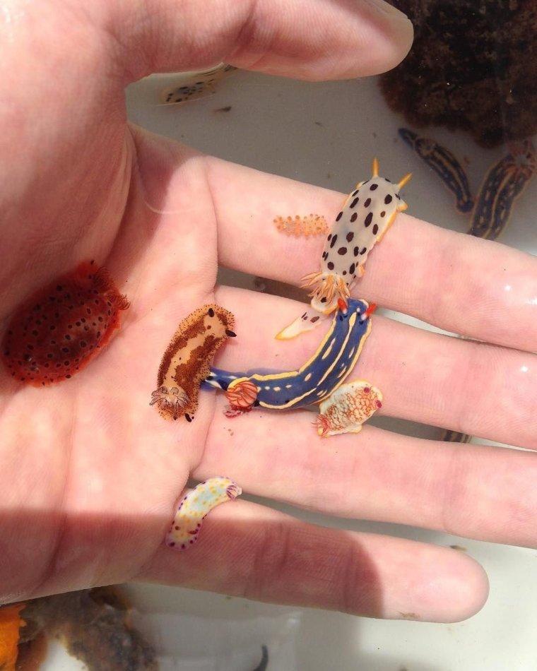 Морской СЛИЗНЯК Jorunna