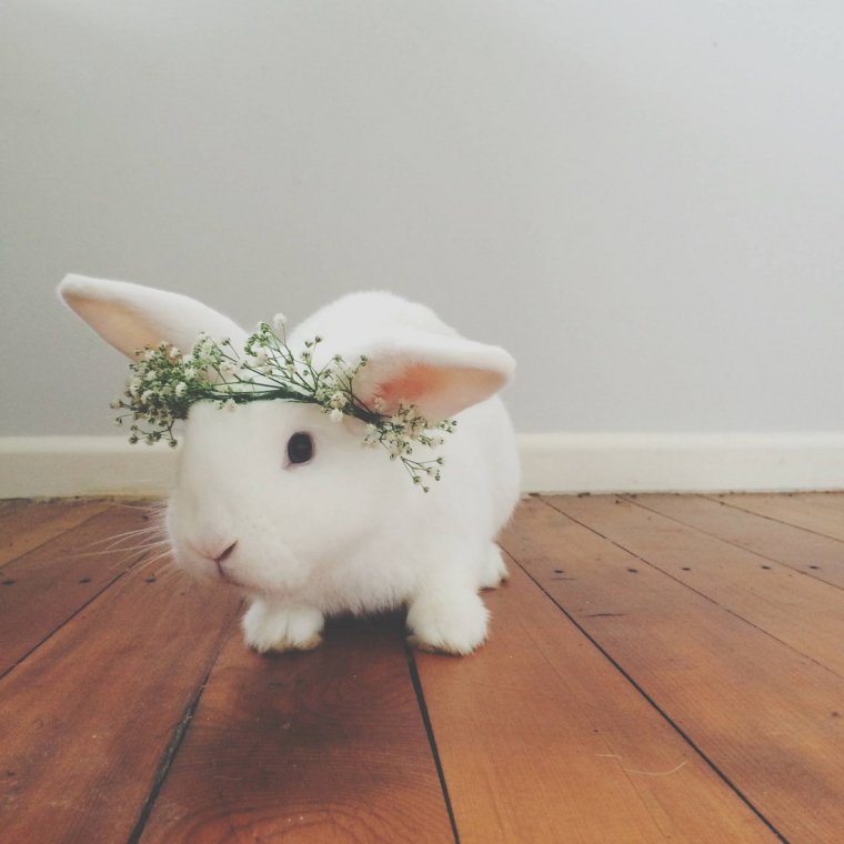 Кролик с венком