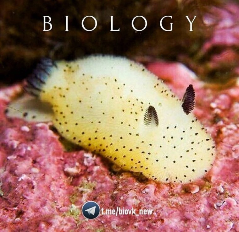 Морской СЛИЗНЯК кролик