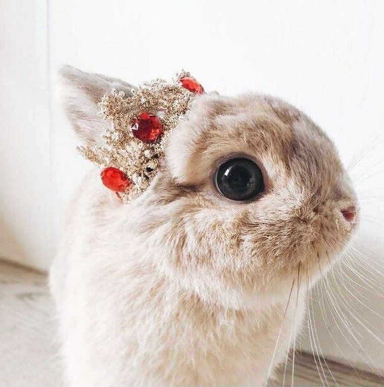 Няшный кролик