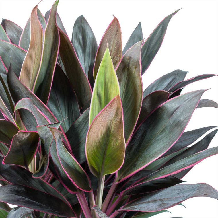 Кордилина фрутикоза Румба