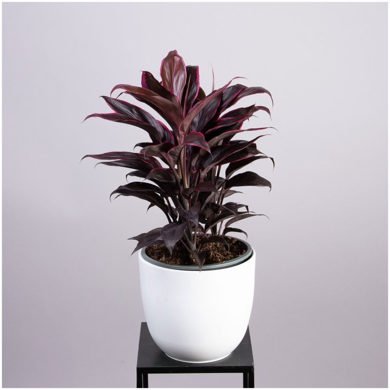 Кордилина цветок купить