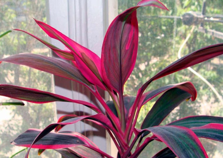 Кордилина Строманта