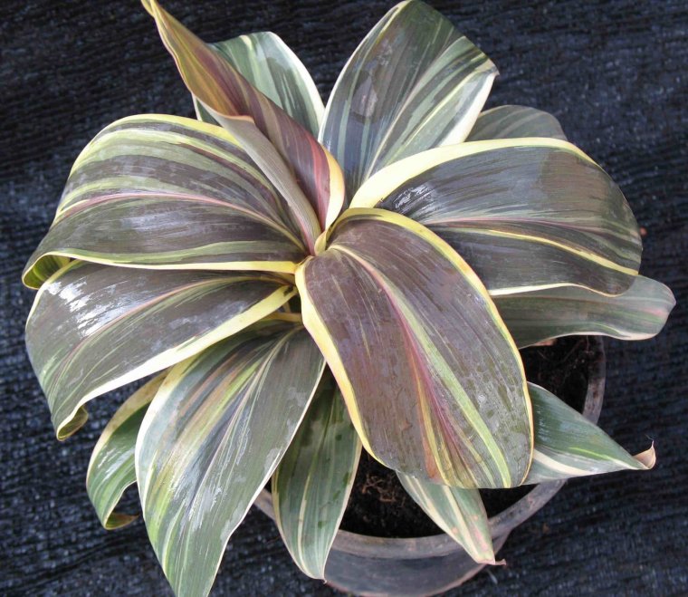 Кордилина Шоколейт Квин