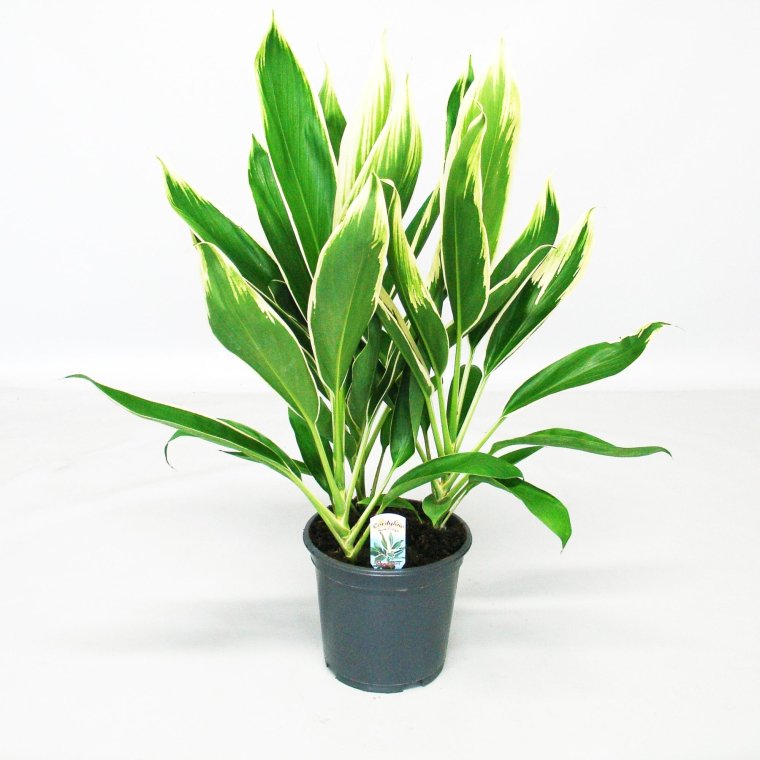 Кордилина фрутикоза Конга