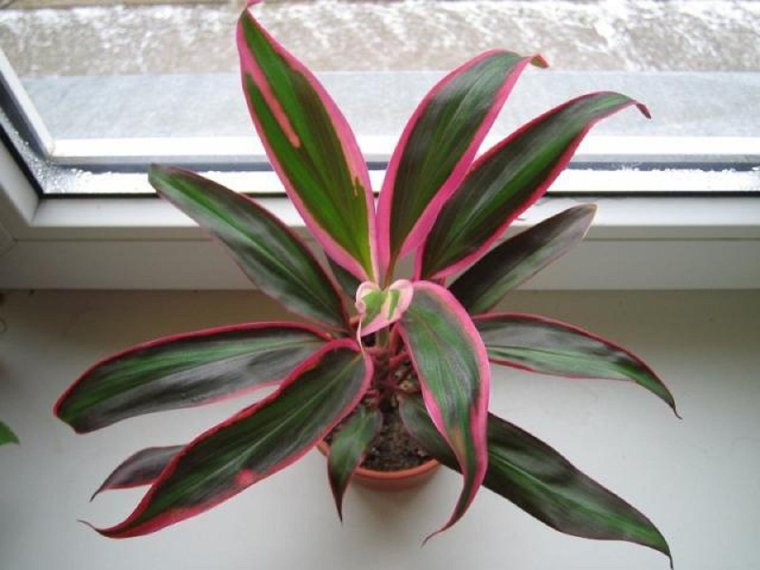 Кордилина Конга