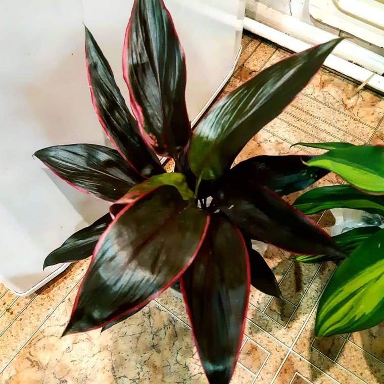 Кордилина фрутикоза танго