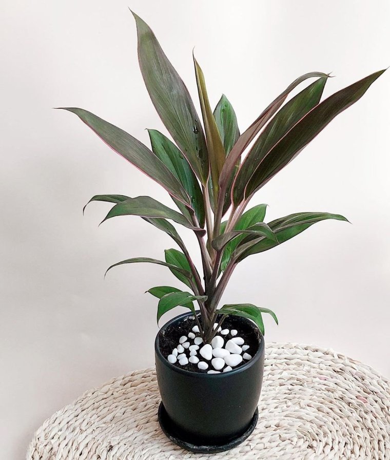 Ложная Пальма Кордилина