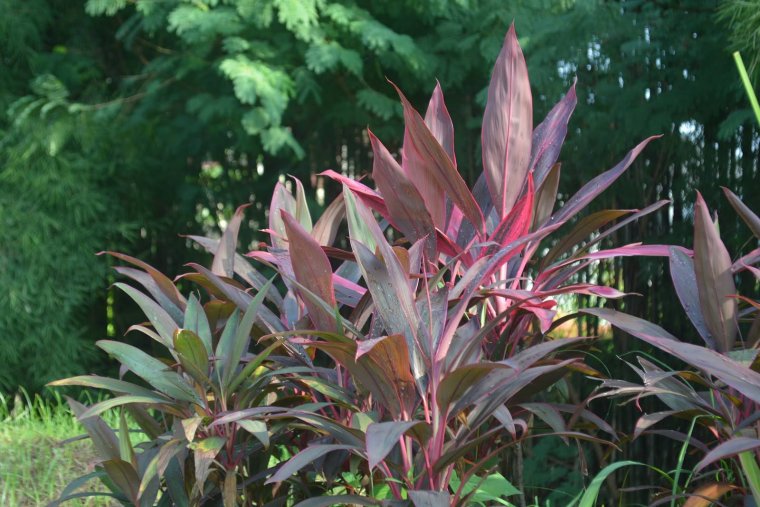 Кордилина кустарниковая Конга