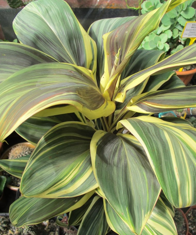 Кордилина Chocolate Queen