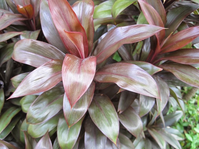 Кордилина кустарниковая