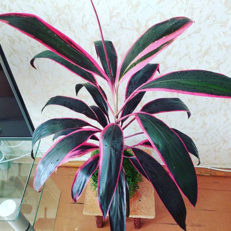 Кордилина Румба