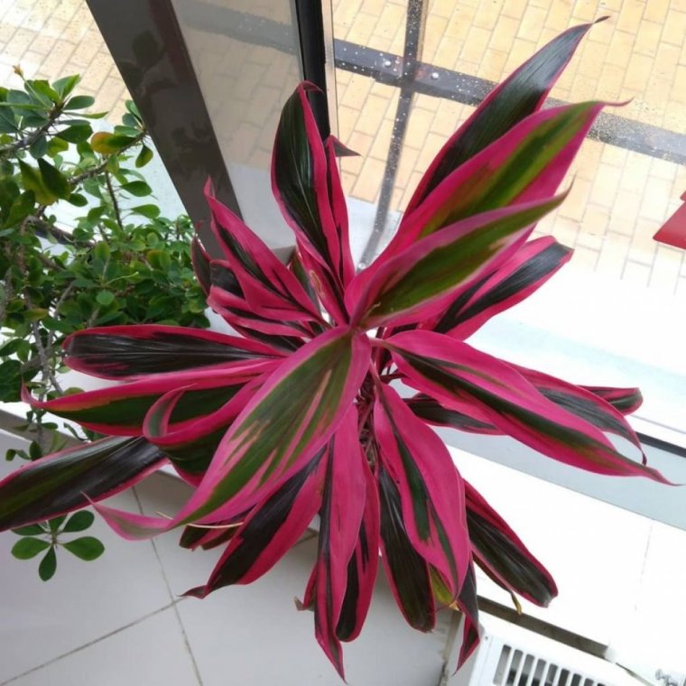 Пальма Кордилина