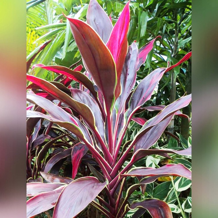 Кордилина rubra