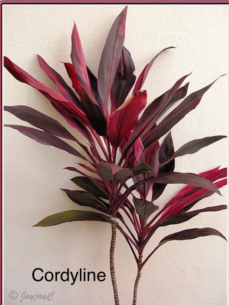 Искусственная Кордилина Адеола