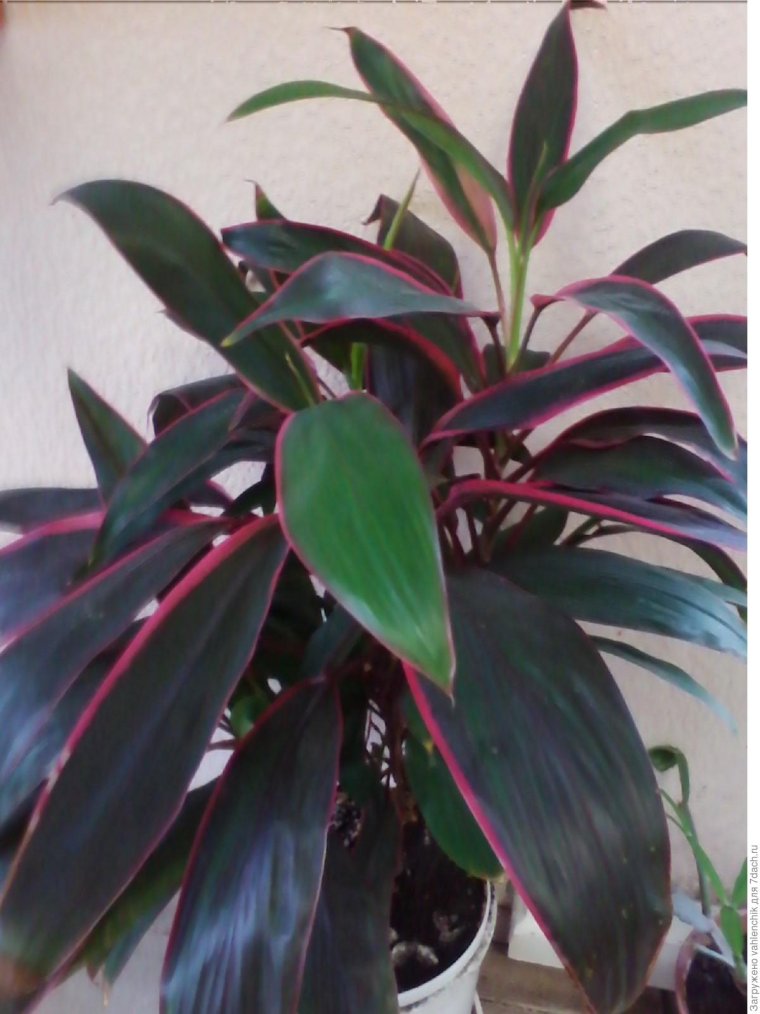 Кордилина неразделенная Росток