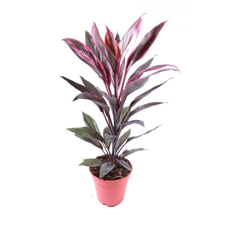 Драцена Кордилина верхушечная