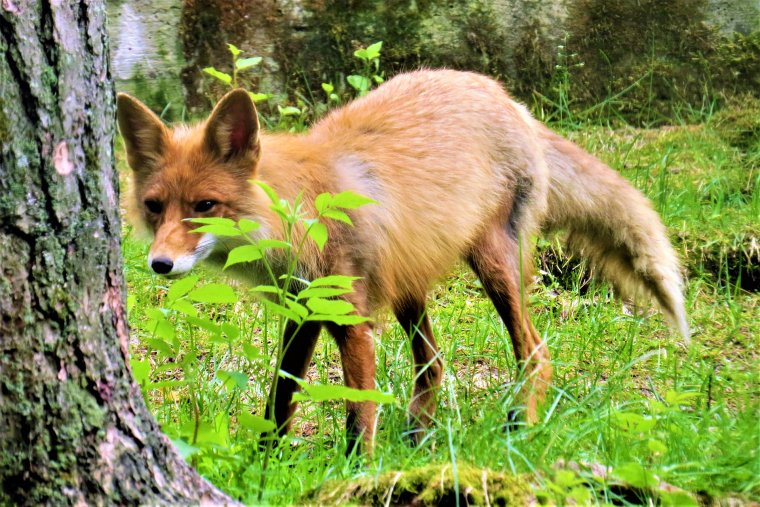 Дикие животные Курского края