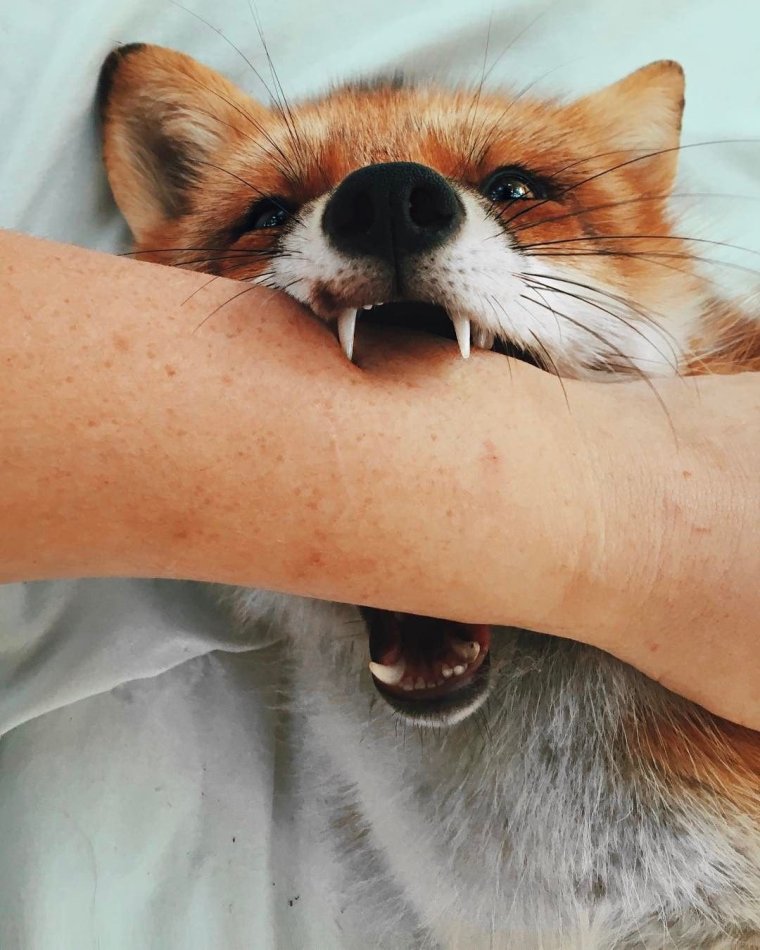 Лиса укусила