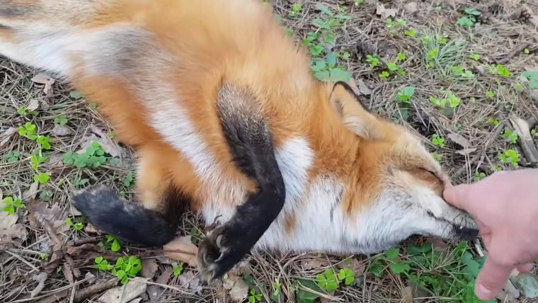 Пёс набрасывается на лису