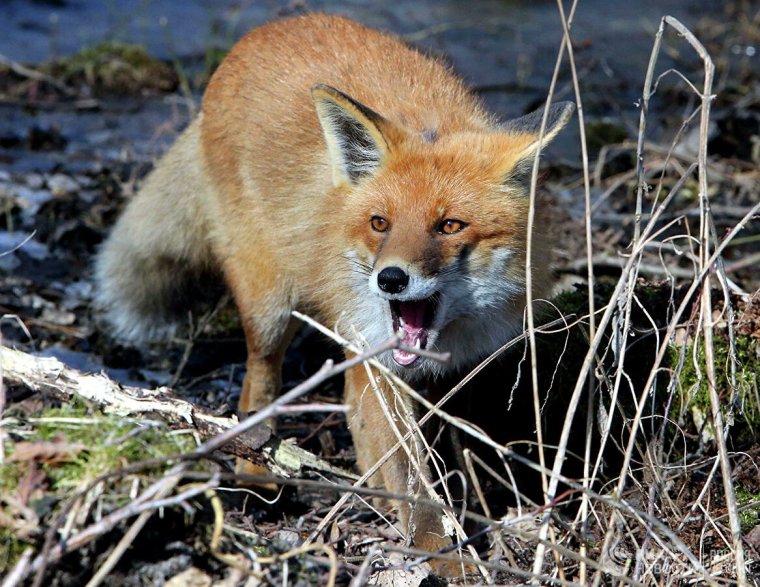 Ильменский заповедник лисица
