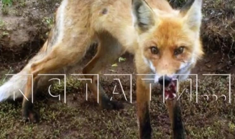 Бешеные лисы