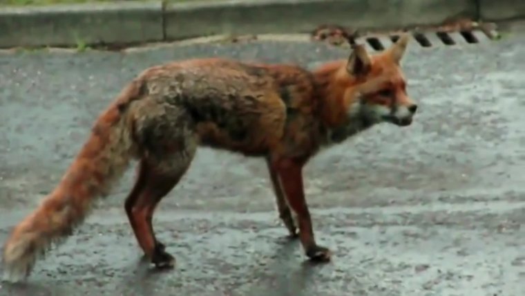 Бешеная лиса