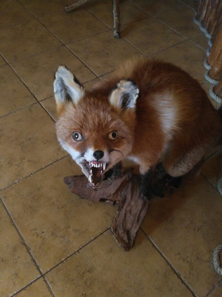 Страшные леса