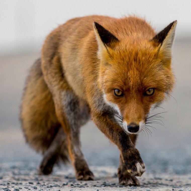 Лиса злится на Лисенка