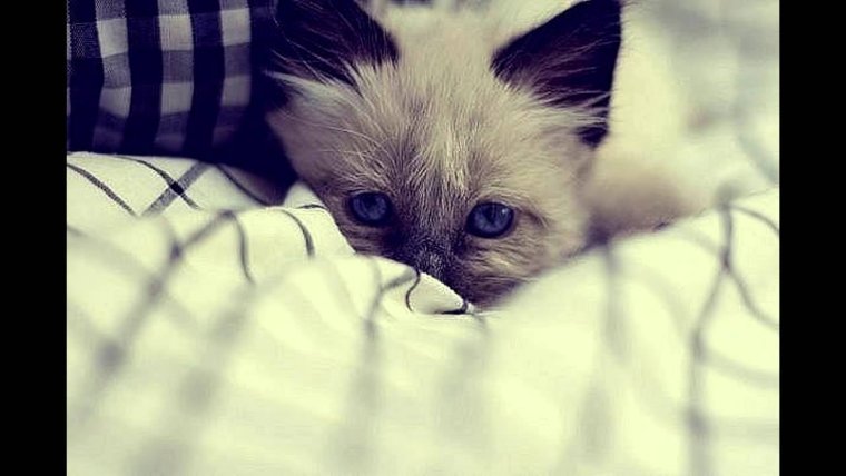 Котенок скучает