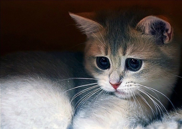 Милые котики с большими глазами
