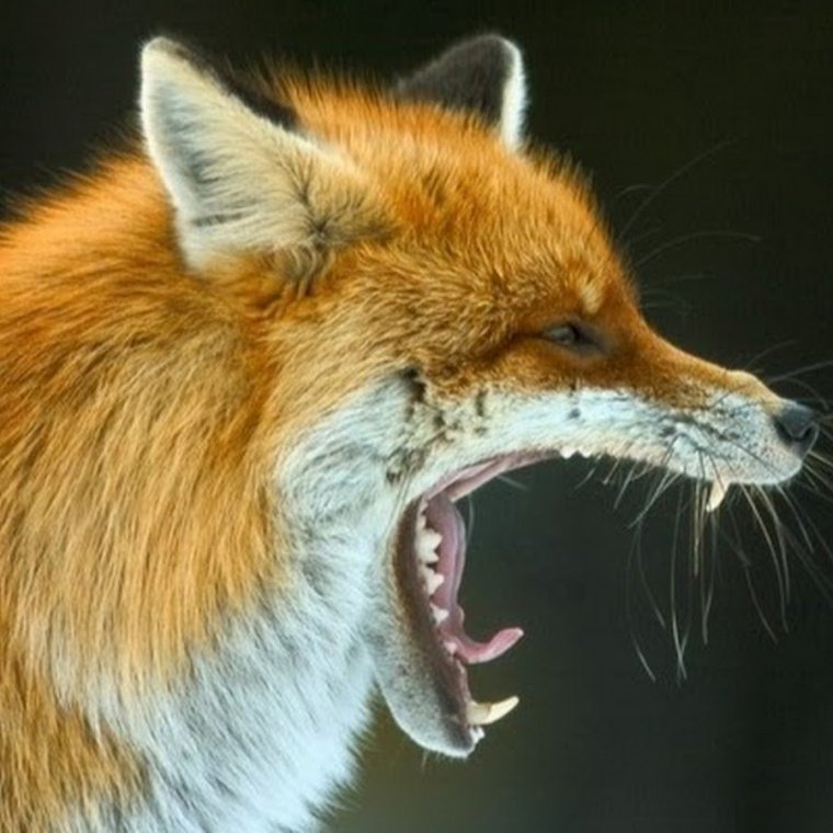 Лиса зевает
