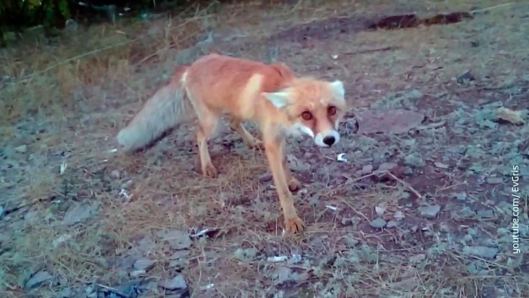 Лиса больная бешенством