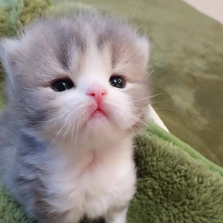 Смешные мордочки пушистых котят