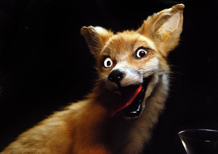 Бешеная лиса