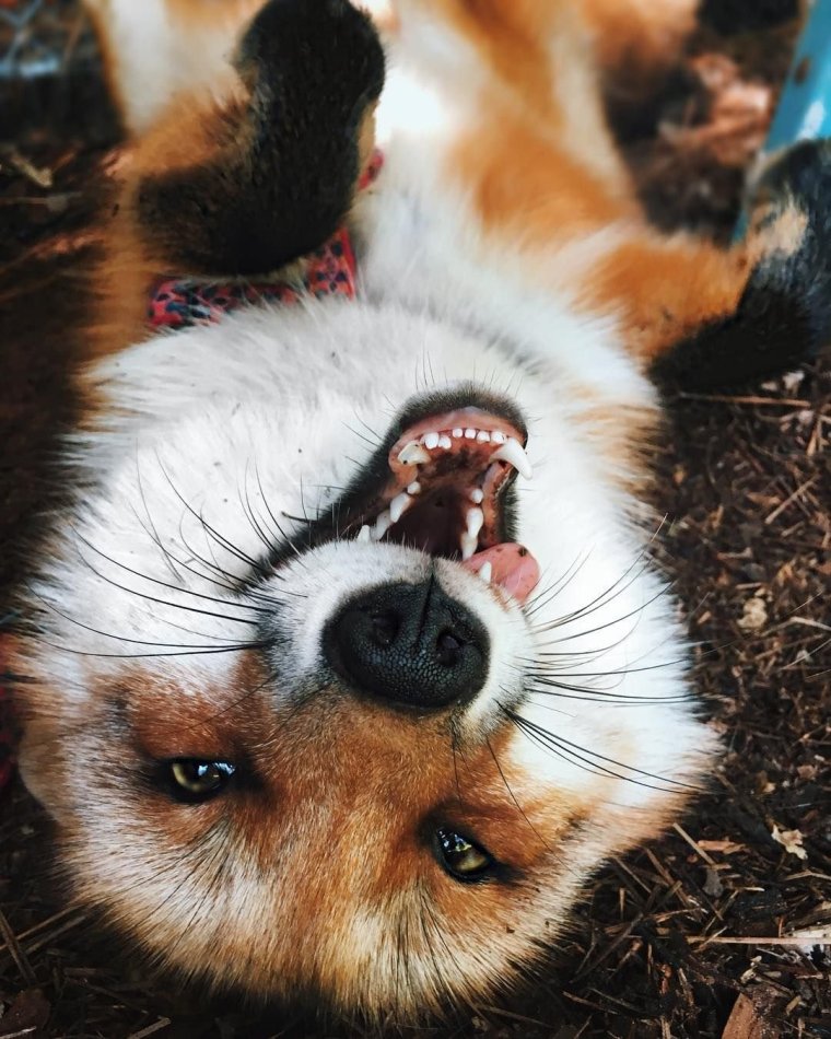 Енот и лиса